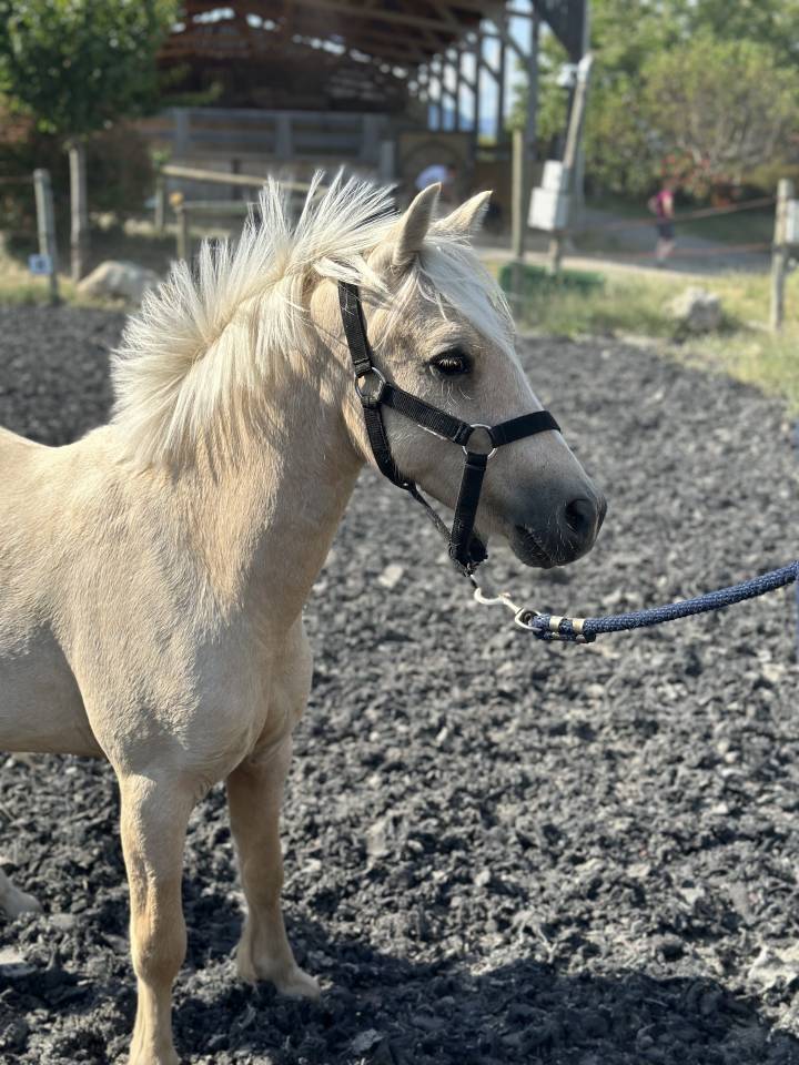 Puledro Welsh Part Bred In vendita 2023 Palomino ,  itak de l'ourea
