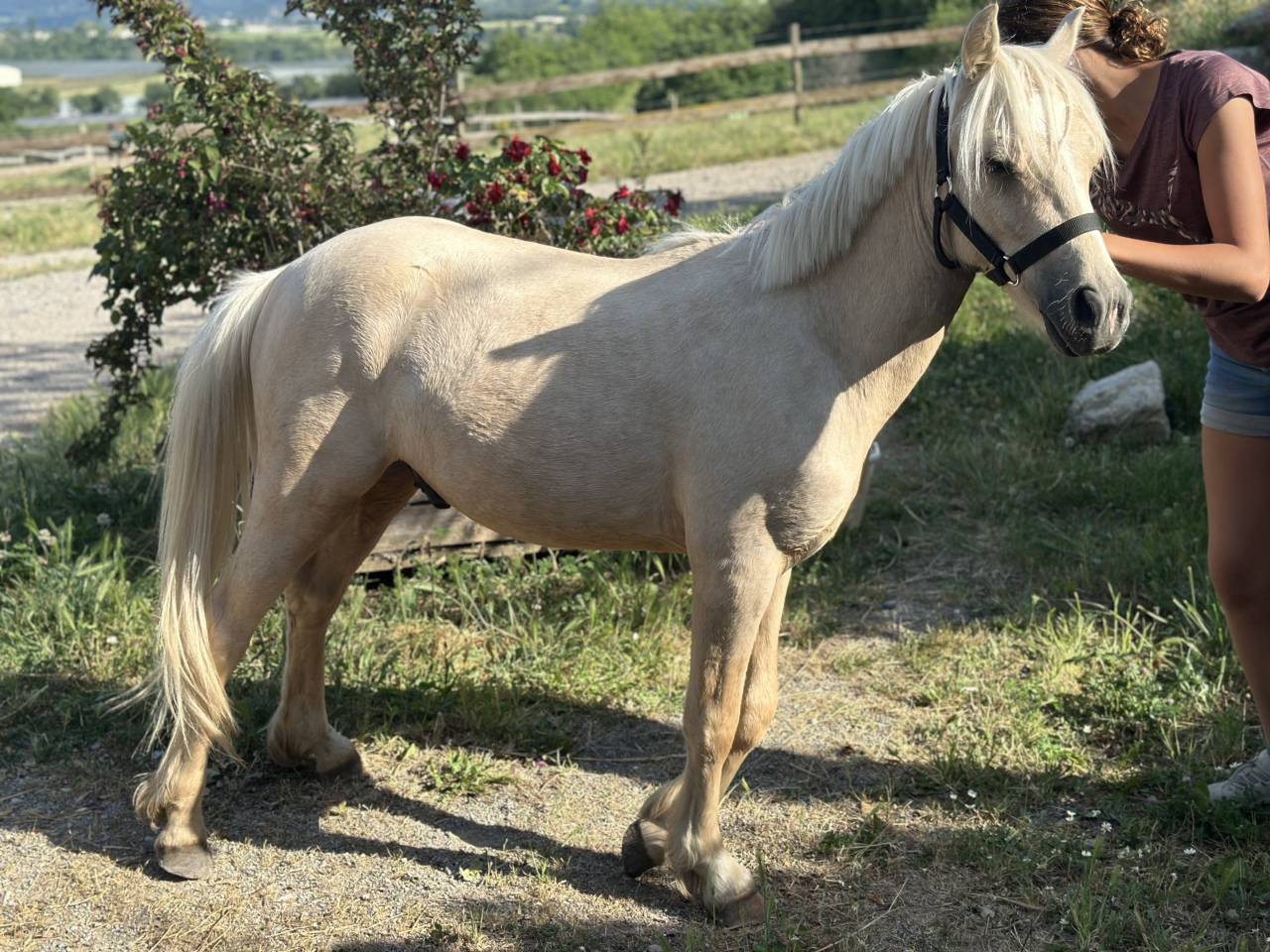 Puledro Welsh Part Bred In vendita 2023 Palomino ,  itak de l'ourea