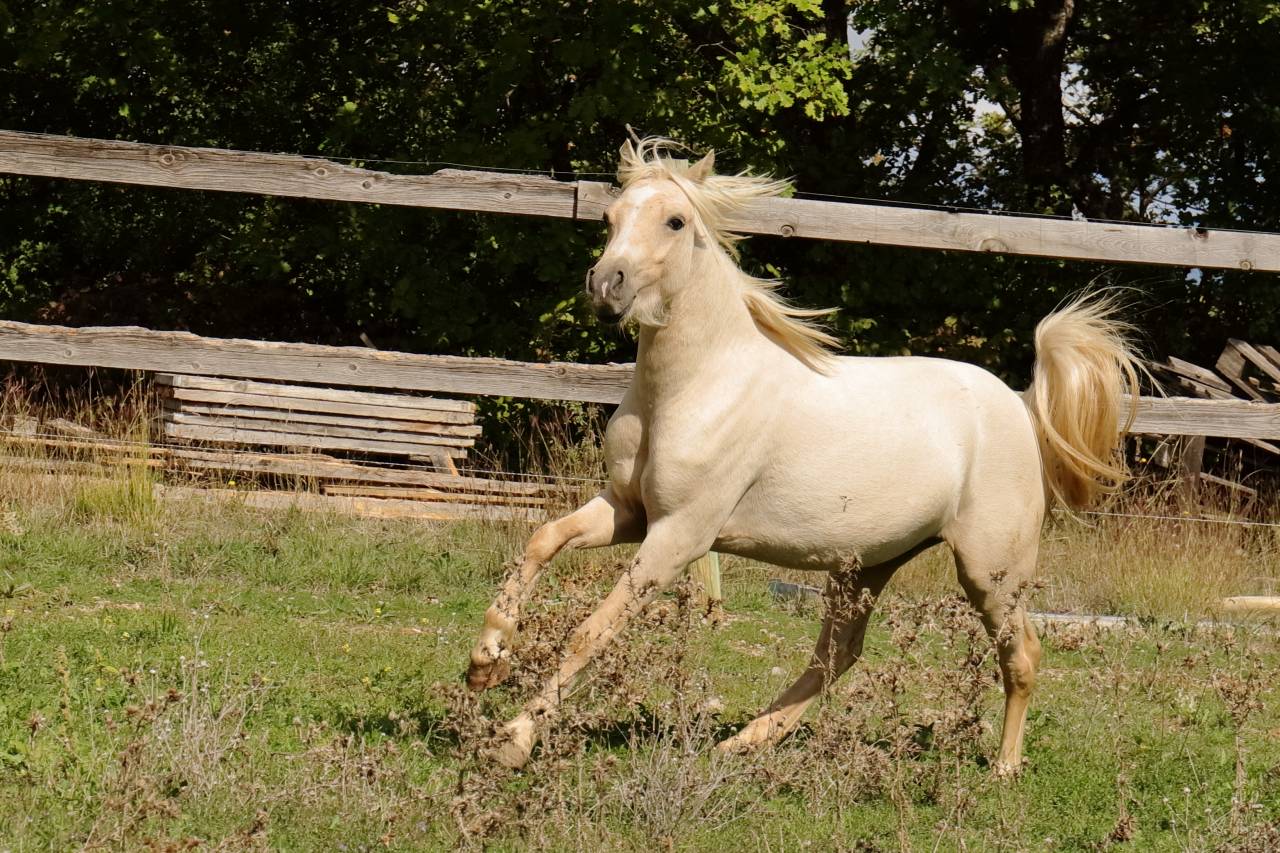 Puledro Welsh Part Bred In vendita 2023 Palomino ,  itak de l'ourea