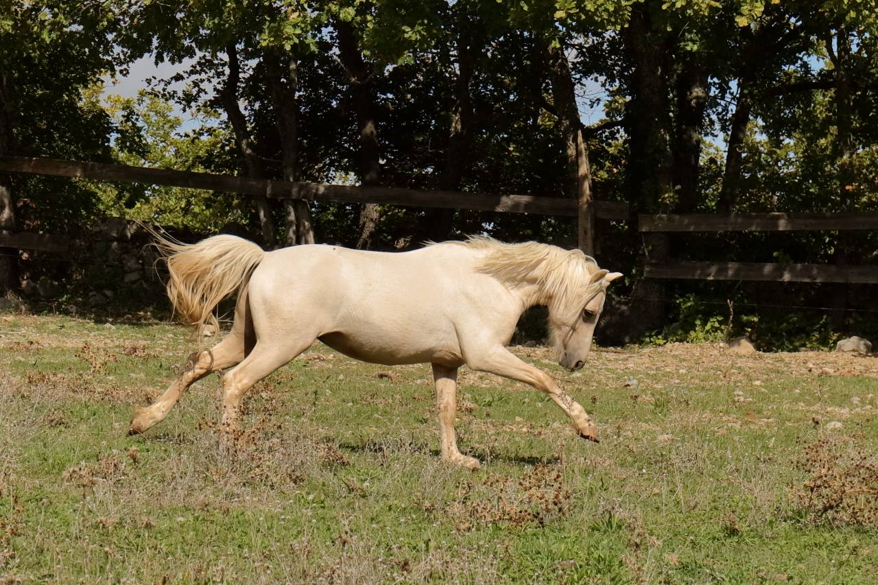 Puledro Welsh Part Bred In vendita 2023 Palomino ,  itak de l'ourea