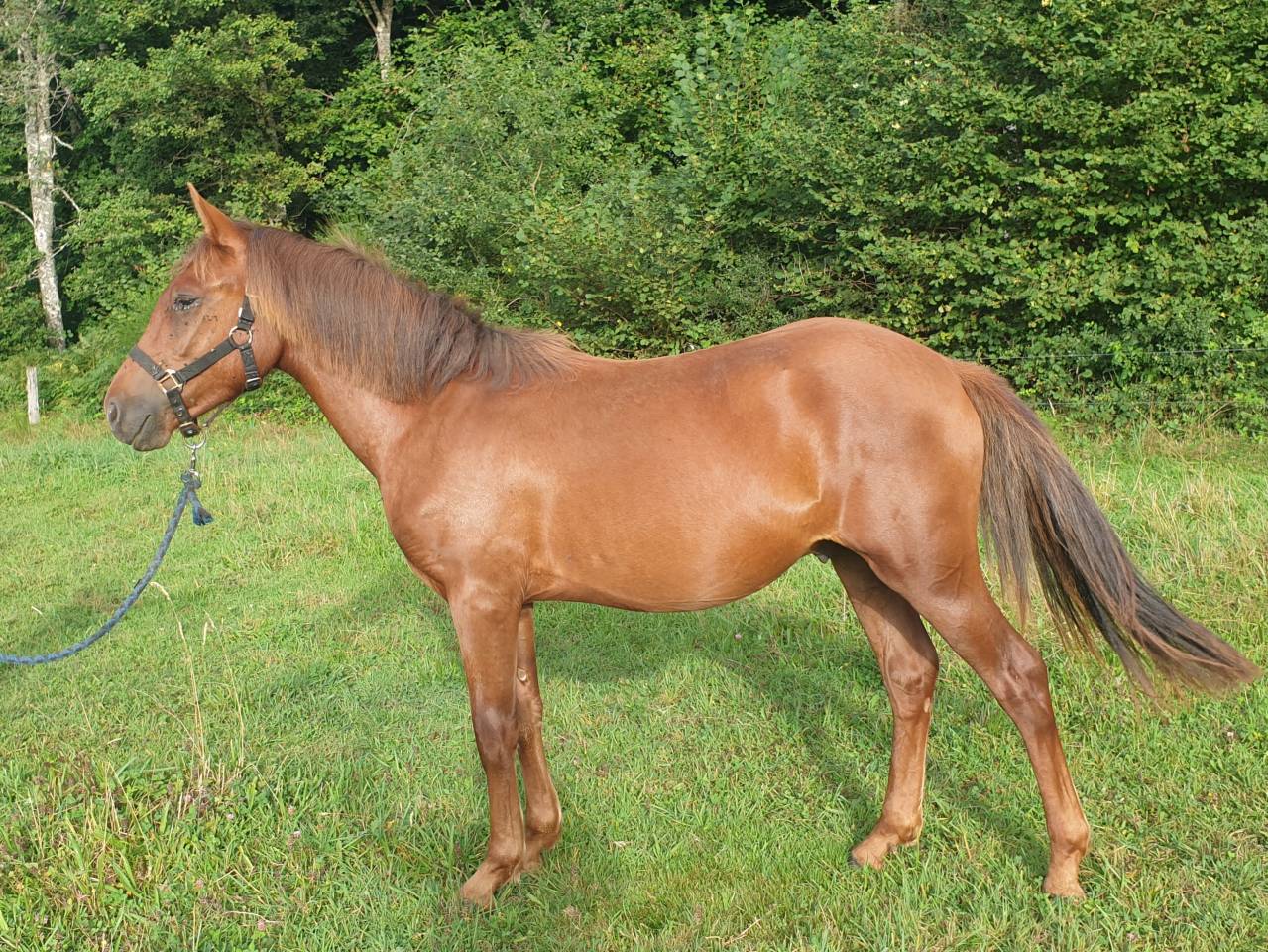 Puledro New Forest In vendita 2023 Sauro ,  Heartbreaker O'Mallet