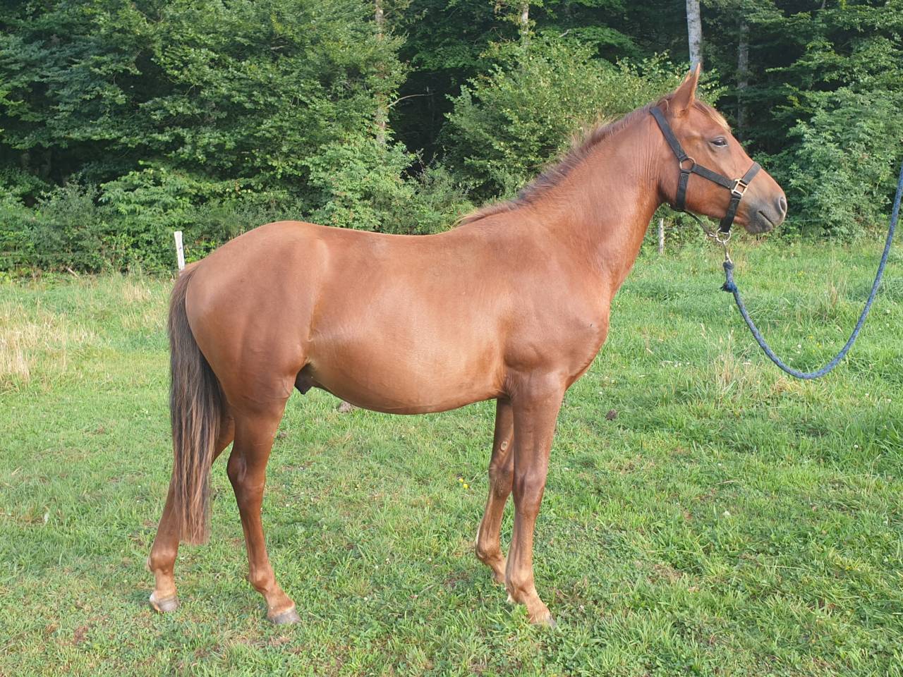 Puledro New Forest In vendita 2023 Sauro ,  Heartbreaker O'Mallet