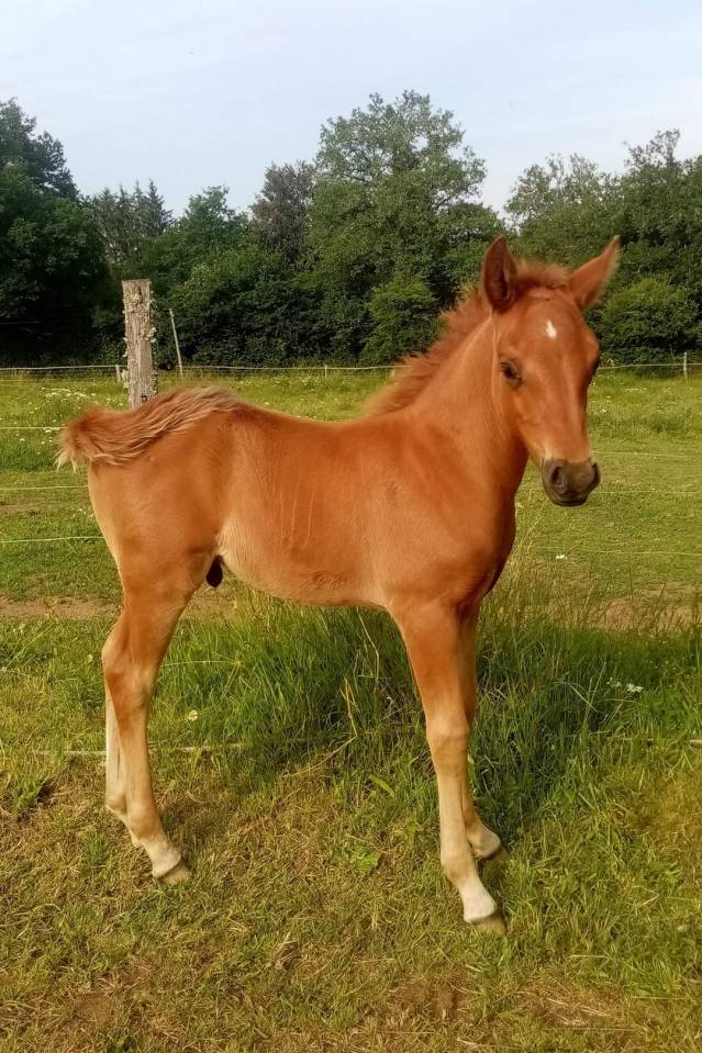 Puledro New Forest In vendita 2023 Sauro ,  Heartbreaker O'Mallet