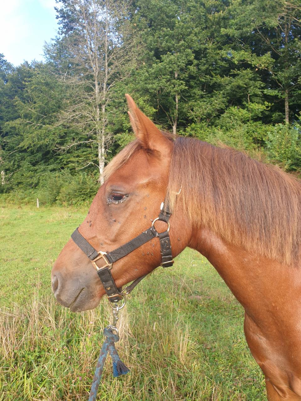 Puledro New Forest In vendita 2023 Sauro ,  Heartbreaker O'Mallet