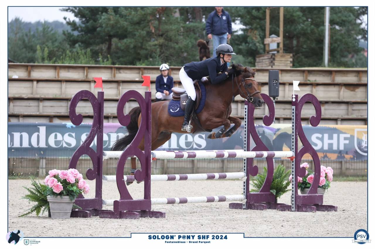 Puledro New Forest In vendita 2023 Sauro ,  Heartbreaker O'Mallet