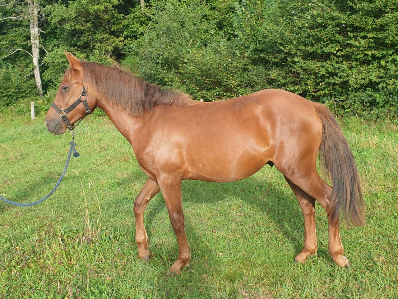 Puledro New Forest In vendita 2023 Sauro ,  Heartbreaker O'Mallet