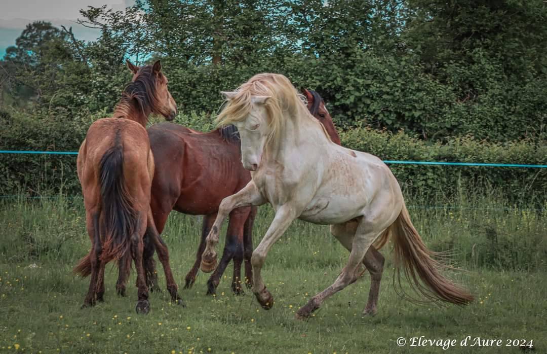 Karajan d'Aure  - Lusitano 2020 ,  Delirio de Bouchetis