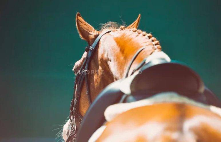 Centro ippico In vendita H&eacute;rault