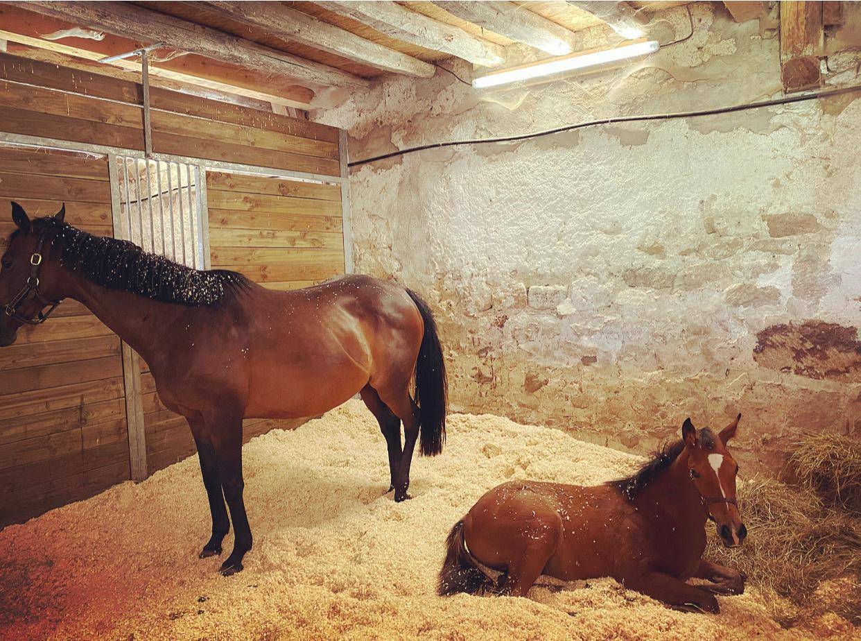 Centro di stagione cavallo In vendita Allier