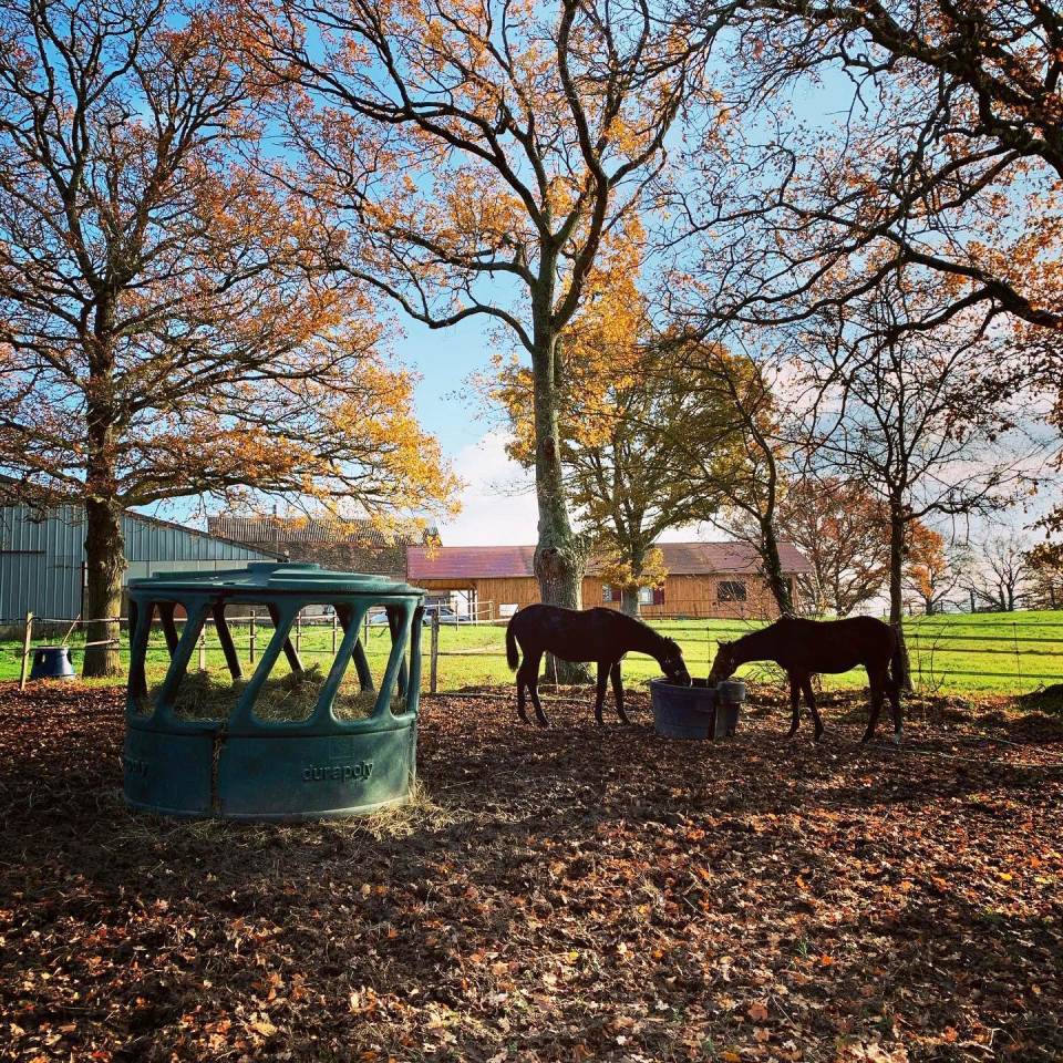 Centro di stagione cavallo In vendita Allier