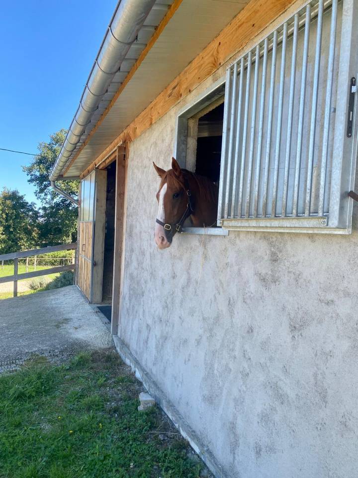 Centro di stagione cavallo In vendita Allier