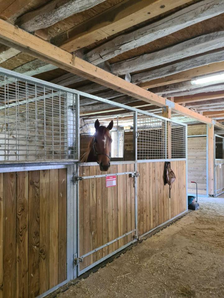 Centro di stagione cavallo In vendita Allier