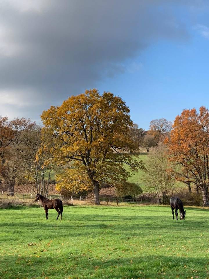 Centro di stagione cavallo In vendita Allier