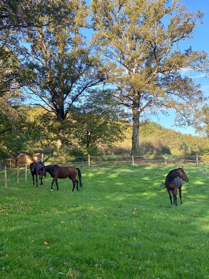 Centro di stagione cavallo In vendita Allier
