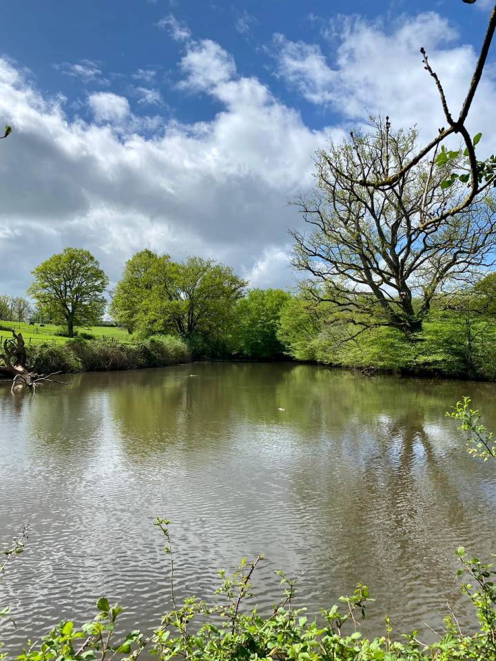 Centro di stagione cavallo In vendita Allier