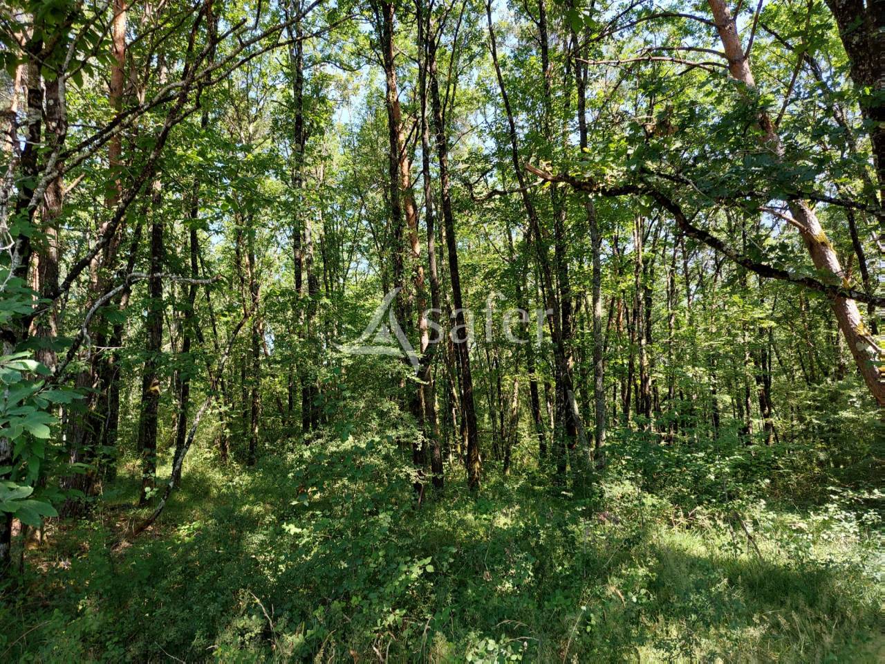 Azienda ovina In vendita Dordogne