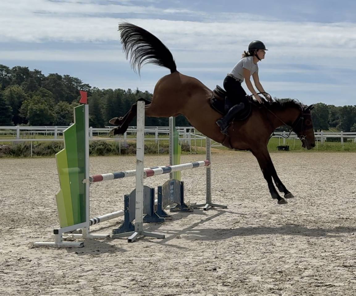 Cavalla Sella Francese In vendita 2019 Baio