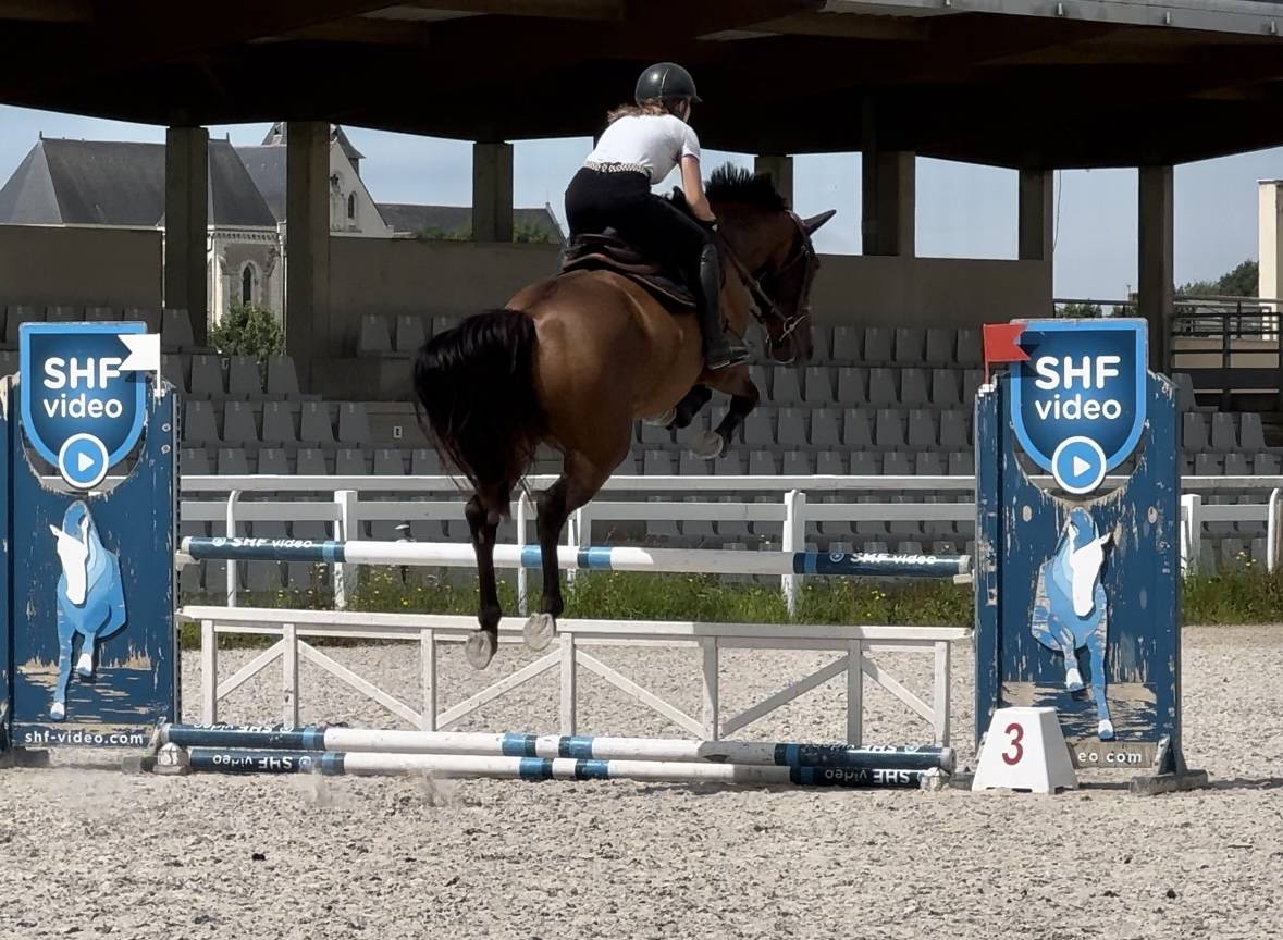 Cavalla Sella Francese In vendita 2019 Baio