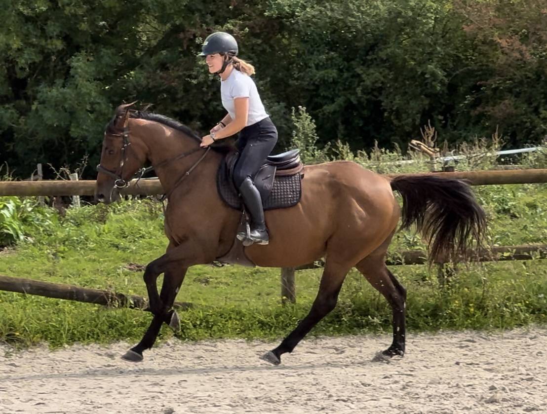 Cavalla Sella Francese In vendita 2019 Baio