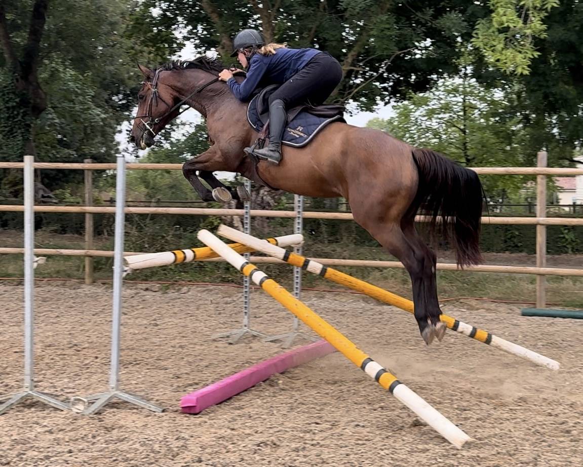 Cavalla Sella Francese In vendita 2019 Baio