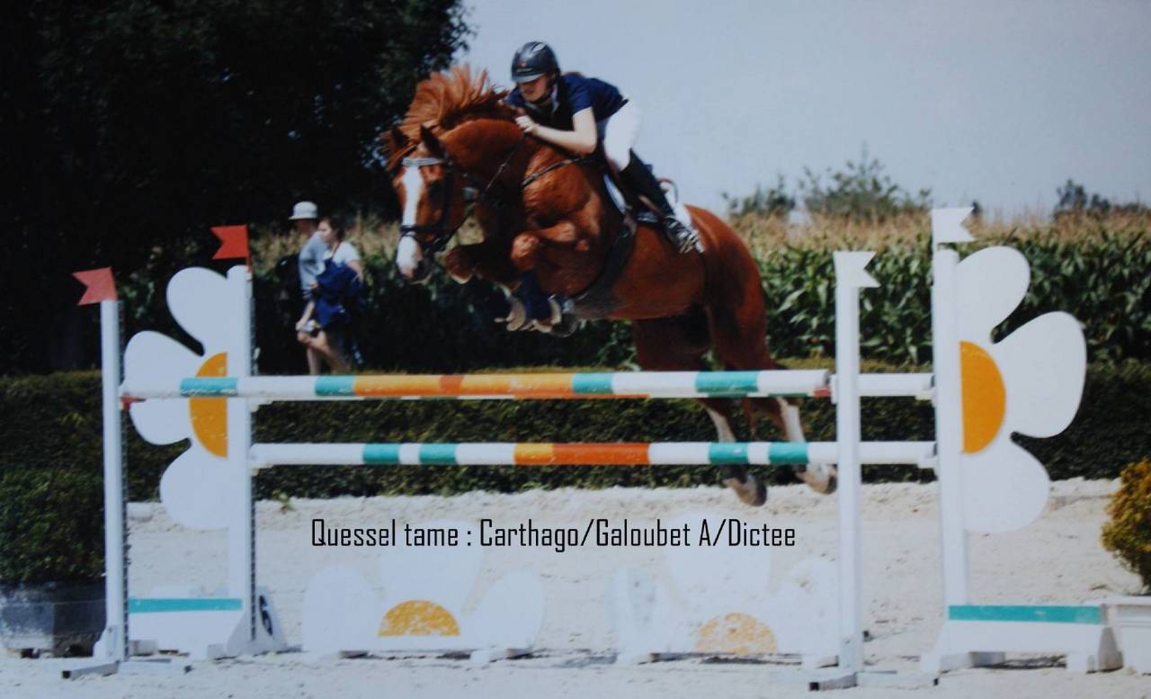 quessel tame - Sella Francese 2004 ,  CARTHAGO