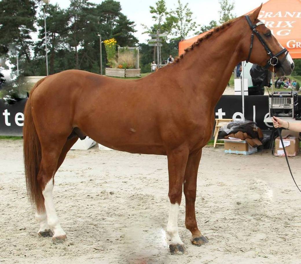 quessel tame - Sella Francese 2004 ,  CARTHAGO