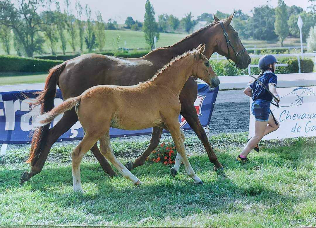 quessel tame - Sella Francese 2004 ,  CARTHAGO