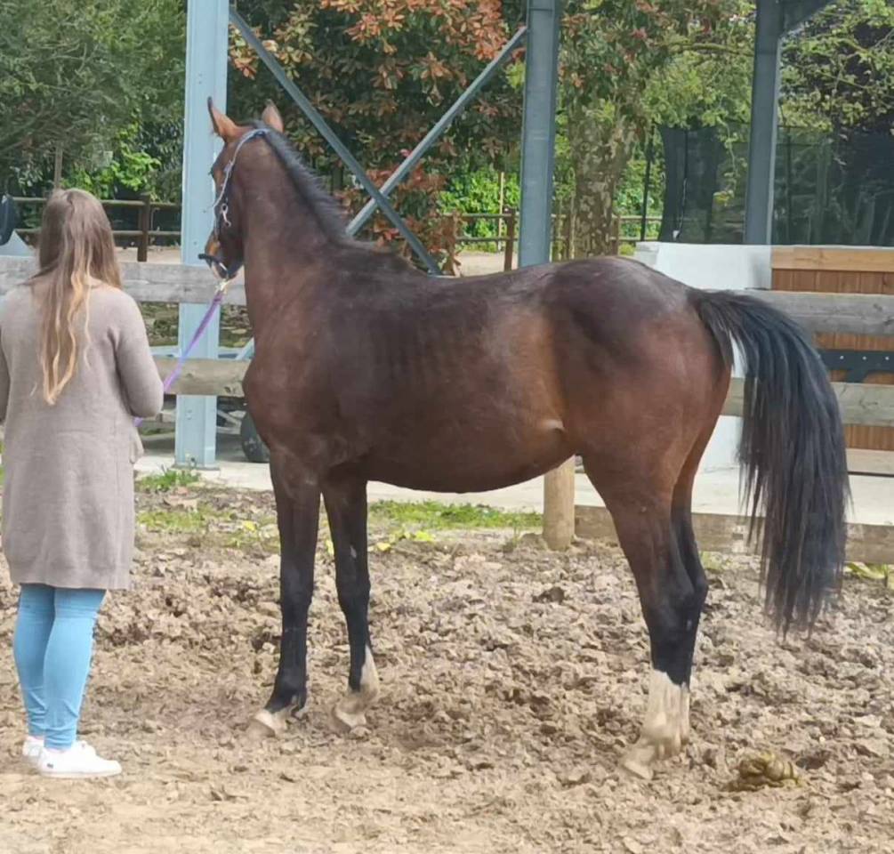 quessel tame - Sella Francese 2004 ,  CARTHAGO