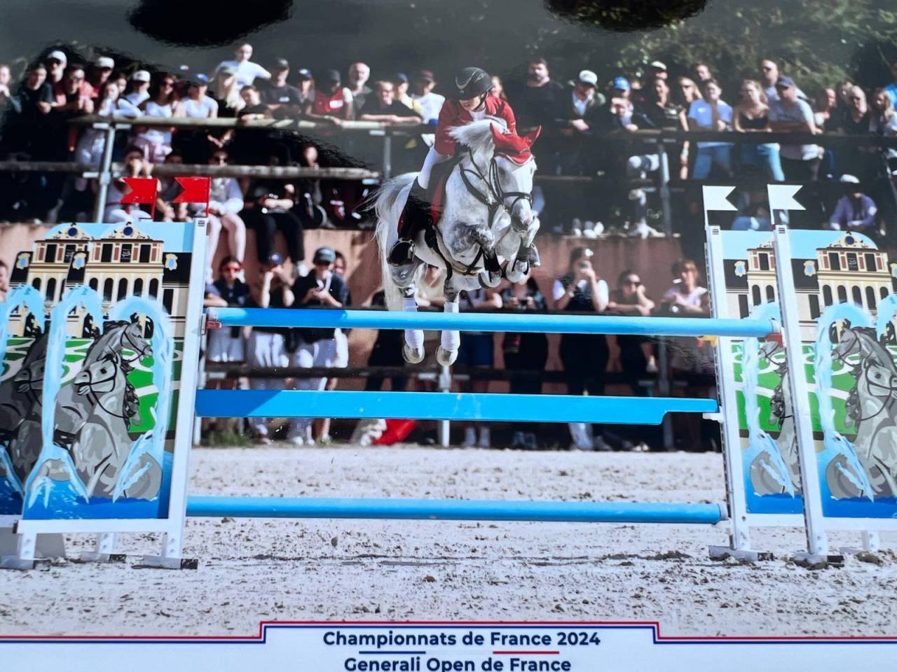 Stallone Dutch Riding Pony Noleggio 2012 Grigio