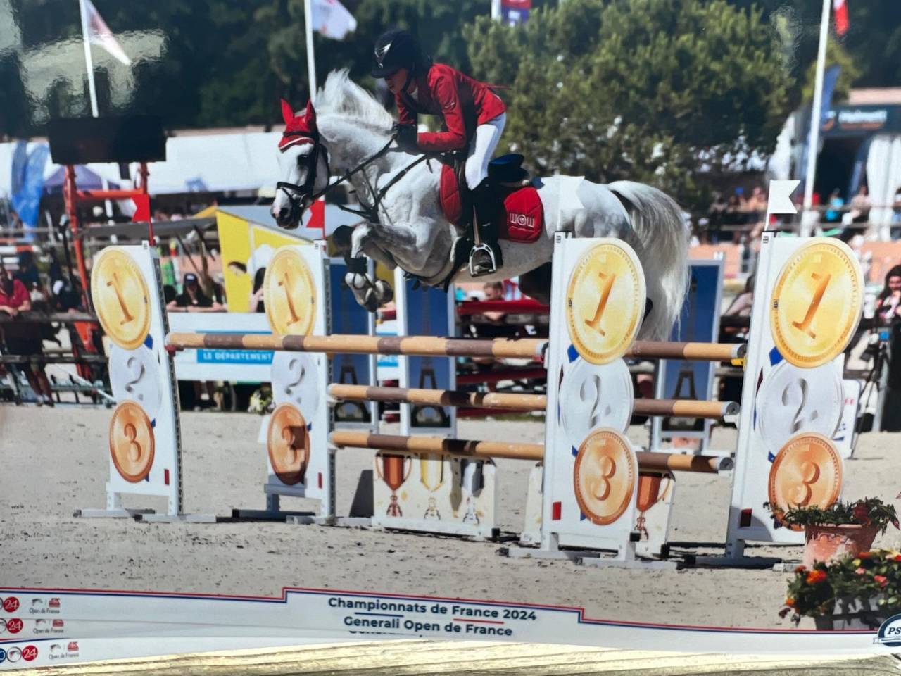 Stallone Dutch Riding Pony Noleggio 2012 Grigio