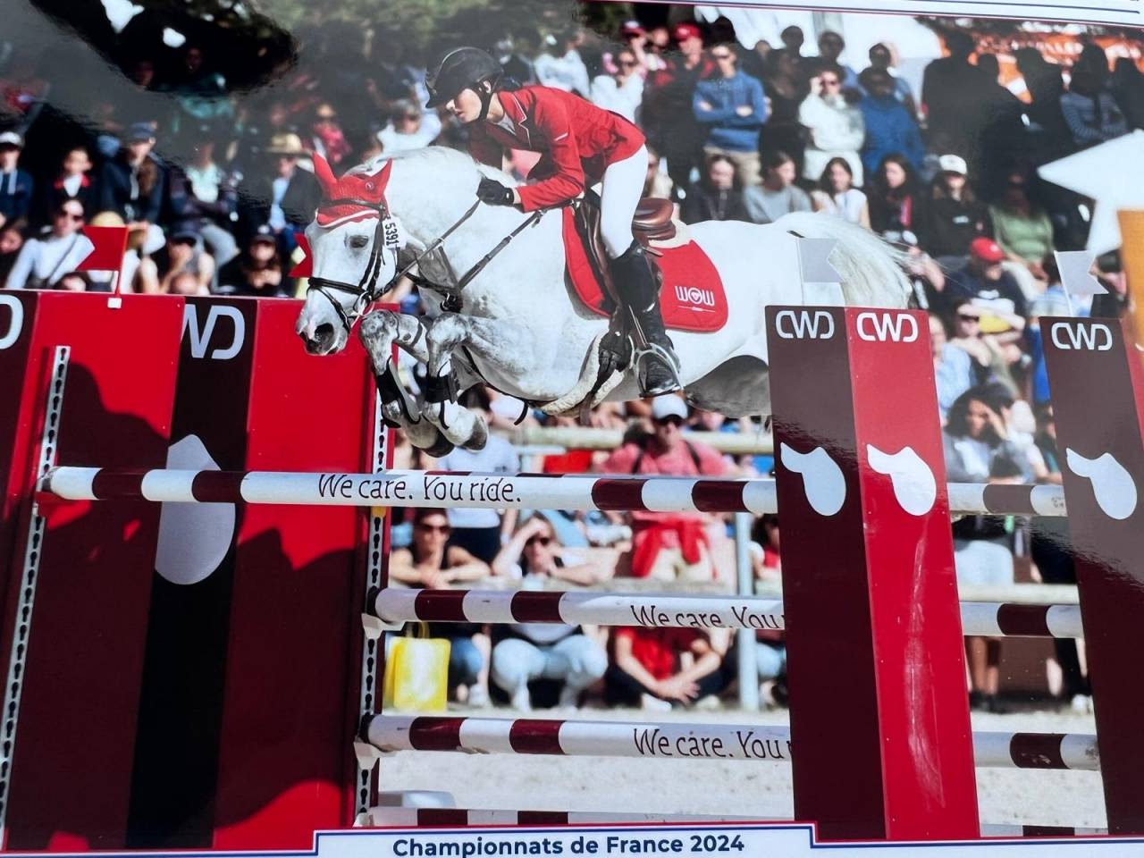 Stallone Dutch Riding Pony Noleggio 2012 Grigio