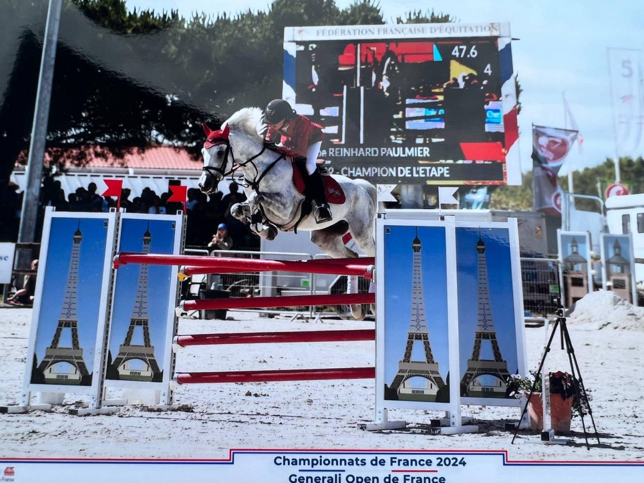 Stallone Dutch Riding Pony Noleggio 2012 Grigio