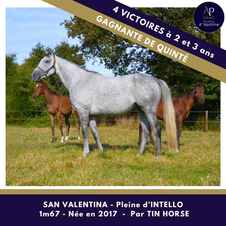 Fattrice Purosangue In vendita 2017 Grigio ,  Tin Horse