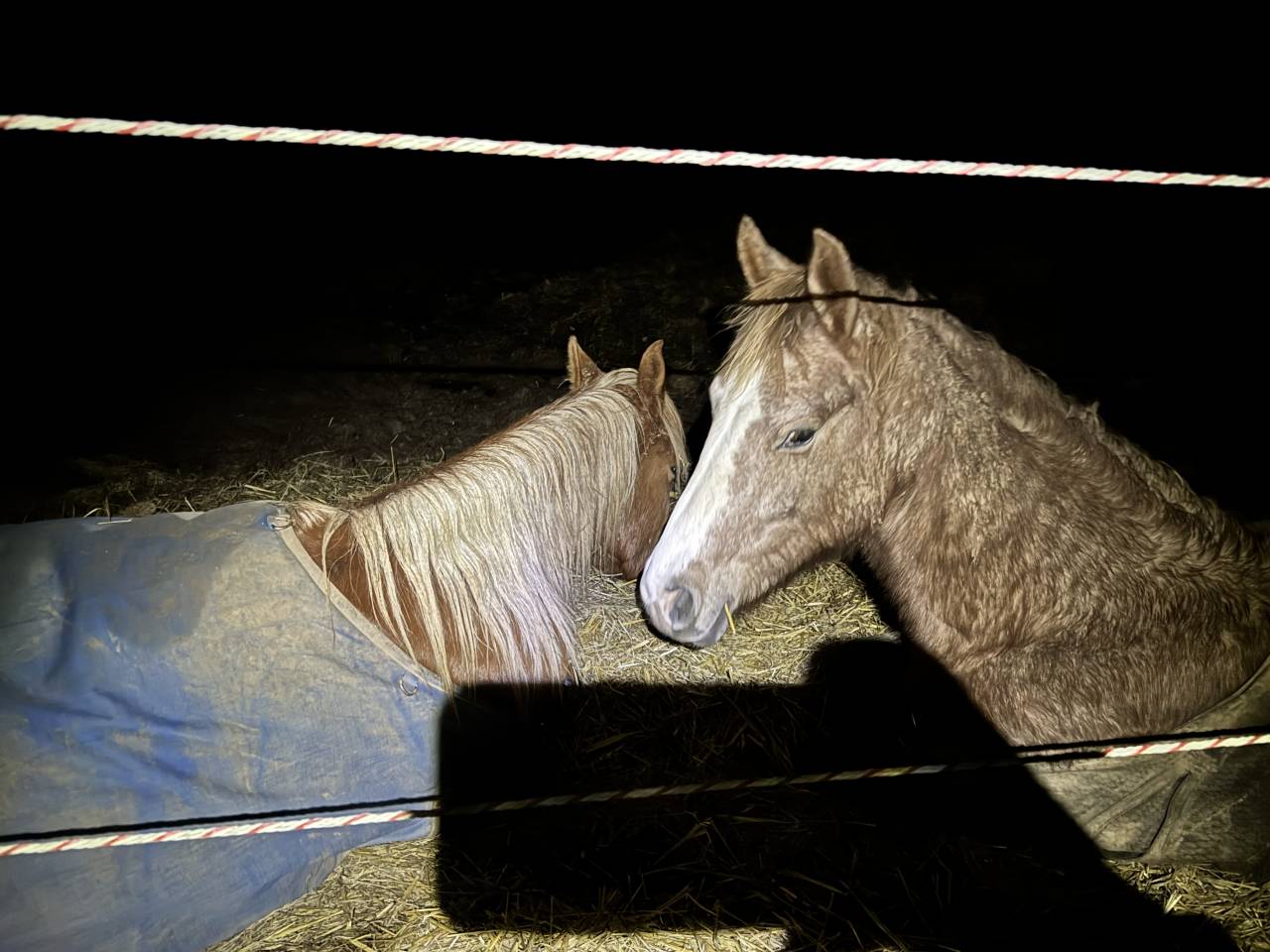 Castrone Mezzo Sangue Arabo In vendita 2023 Sauro ,  JAZZ DE MARJOLAINE, AR