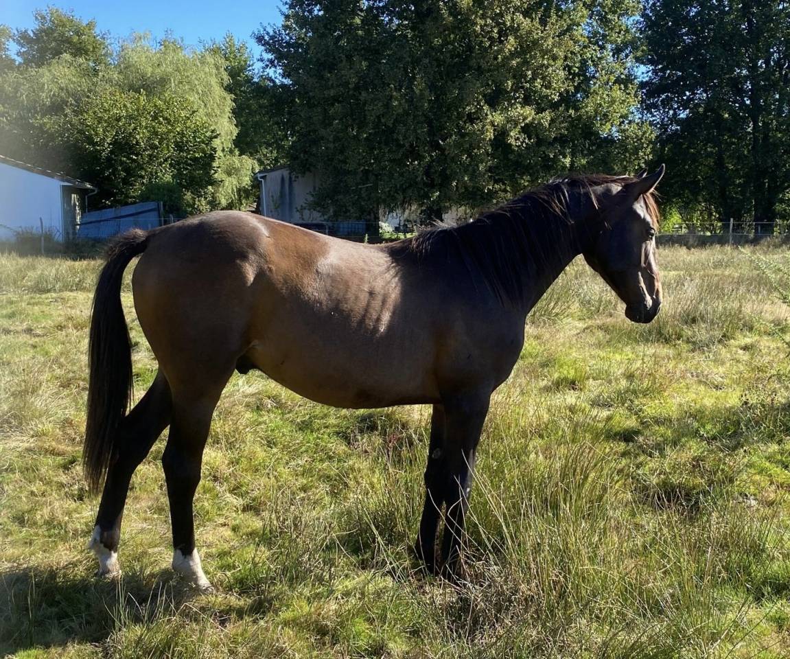 Puledro Sella Francese In vendita 2023 Baio ,  ULHAN DU TEMPLE