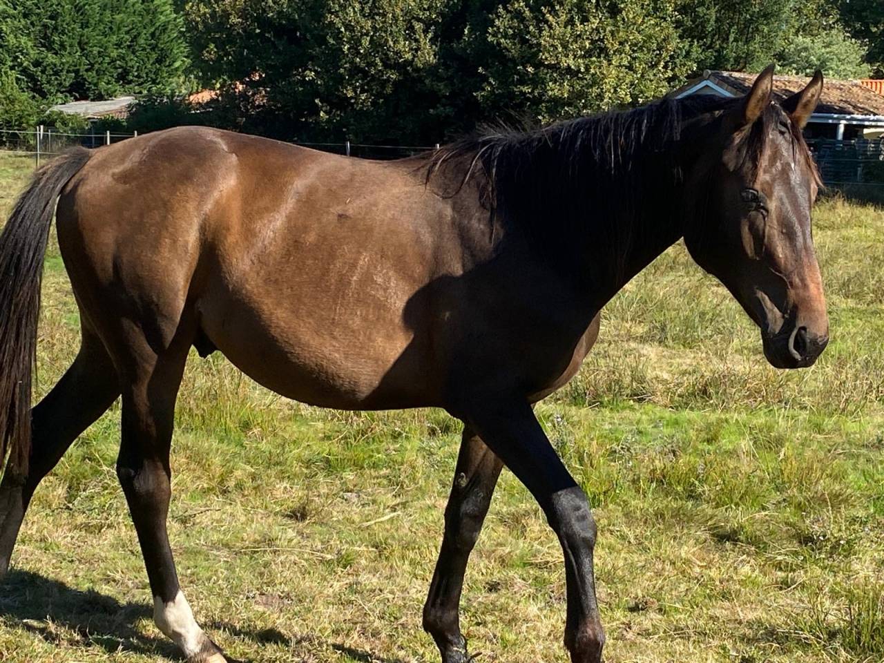 Puledro Sella Francese In vendita 2023 Baio ,  ULHAN DU TEMPLE