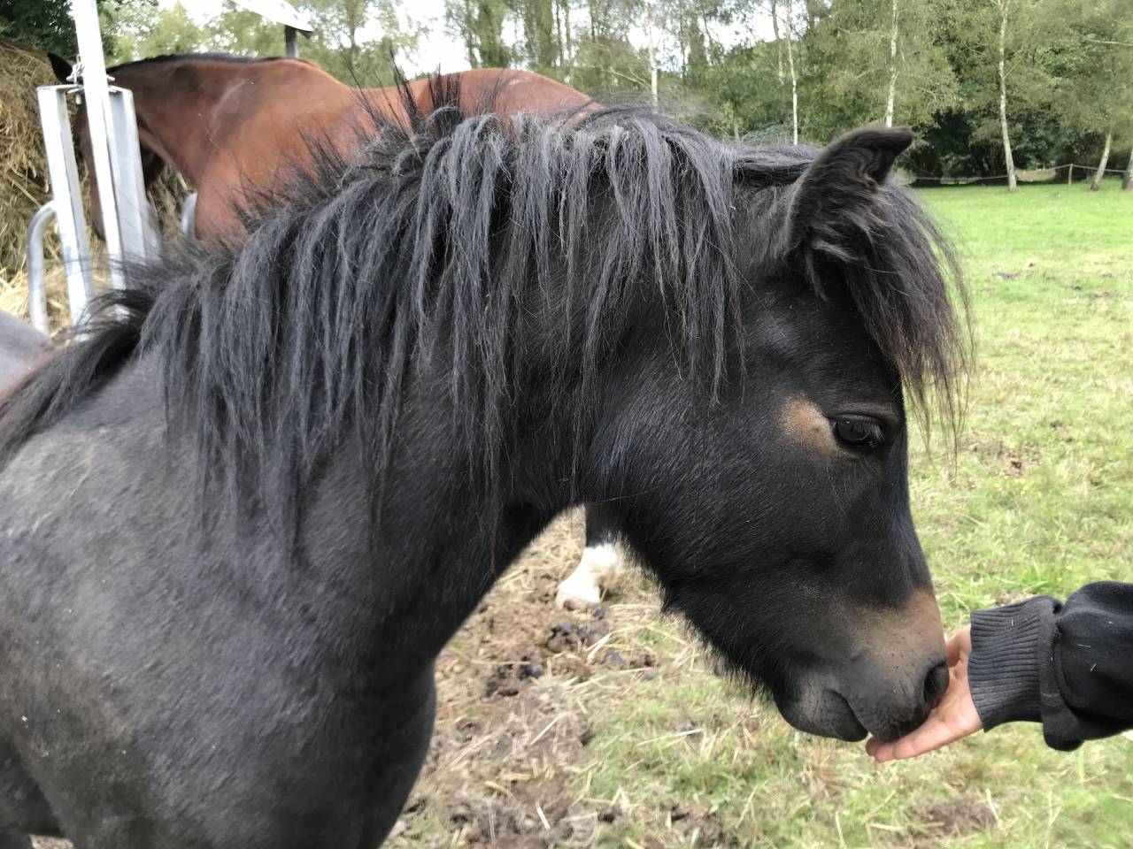 Castrone Dartmoor In vendita 2023 Baio scuro