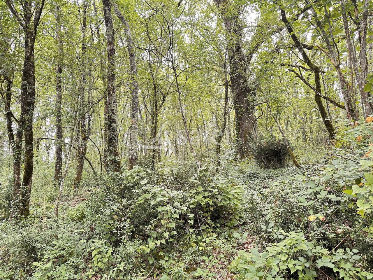 Proprietà rurale In vendita Charente