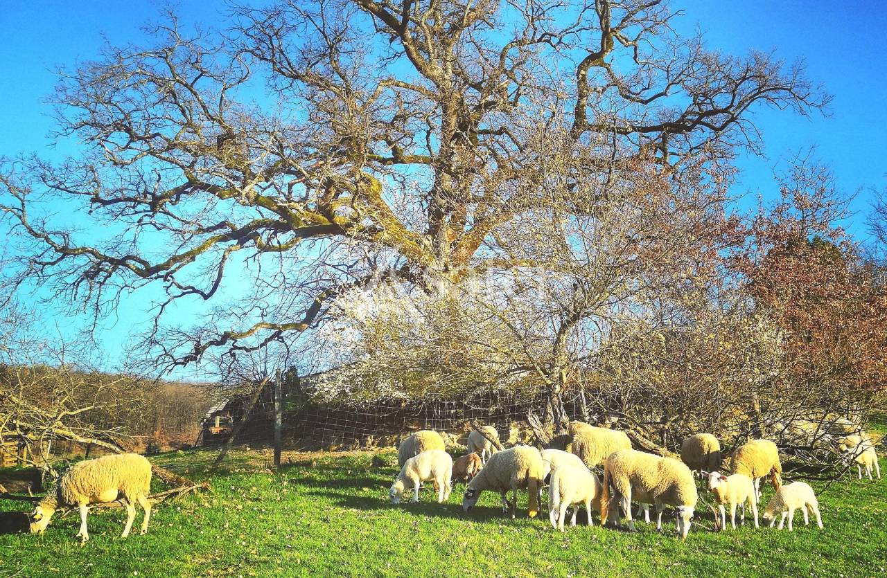 Azienda avicola In vendita Tarn-et-Garonne