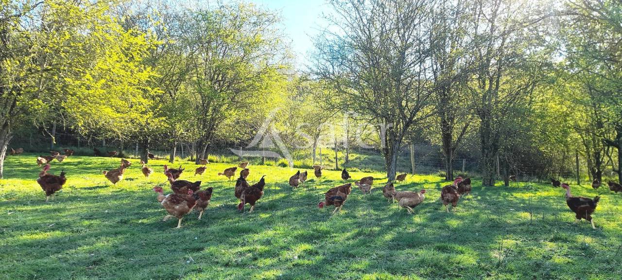 Azienda avicola In vendita Tarn-et-Garonne