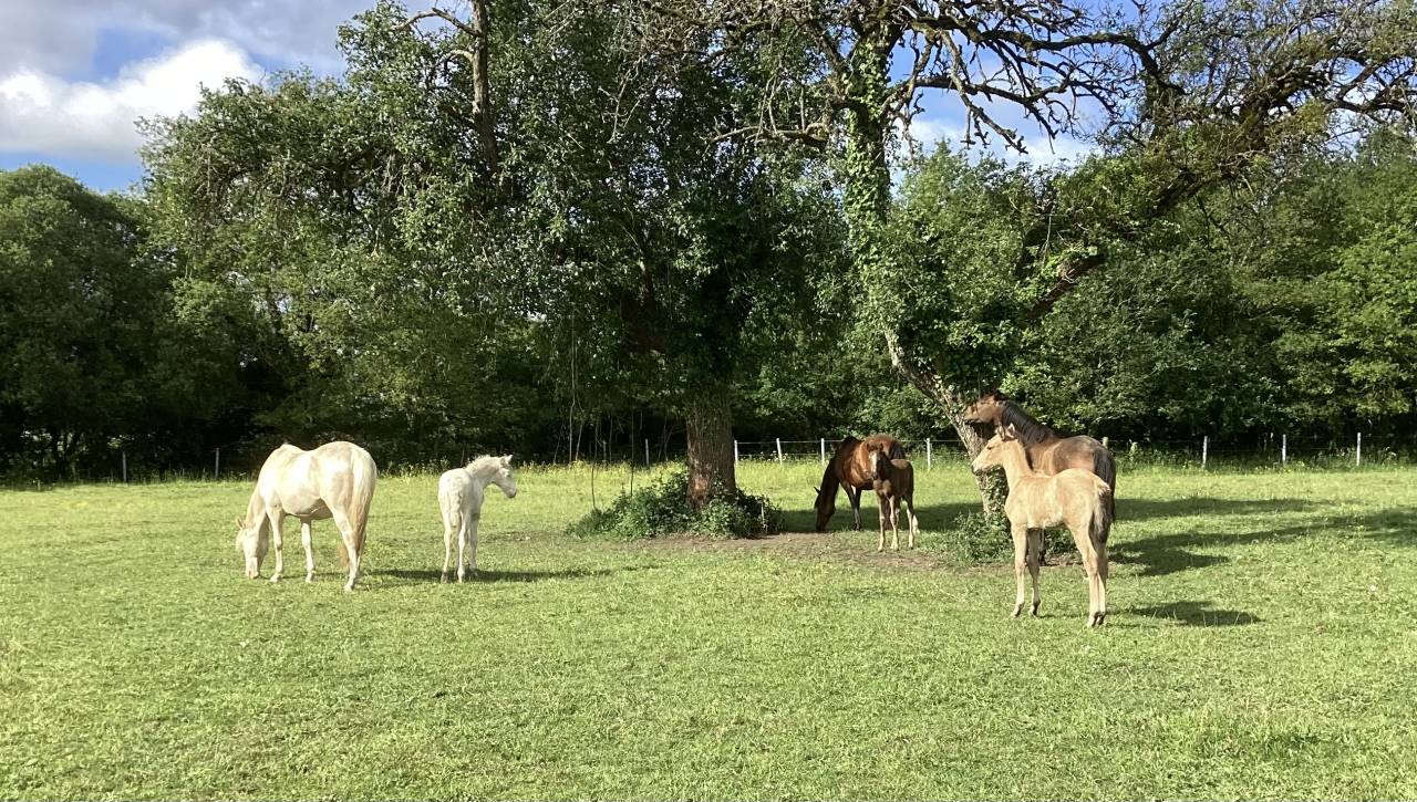 &Eacute;levage du moulin cass&eacute;  