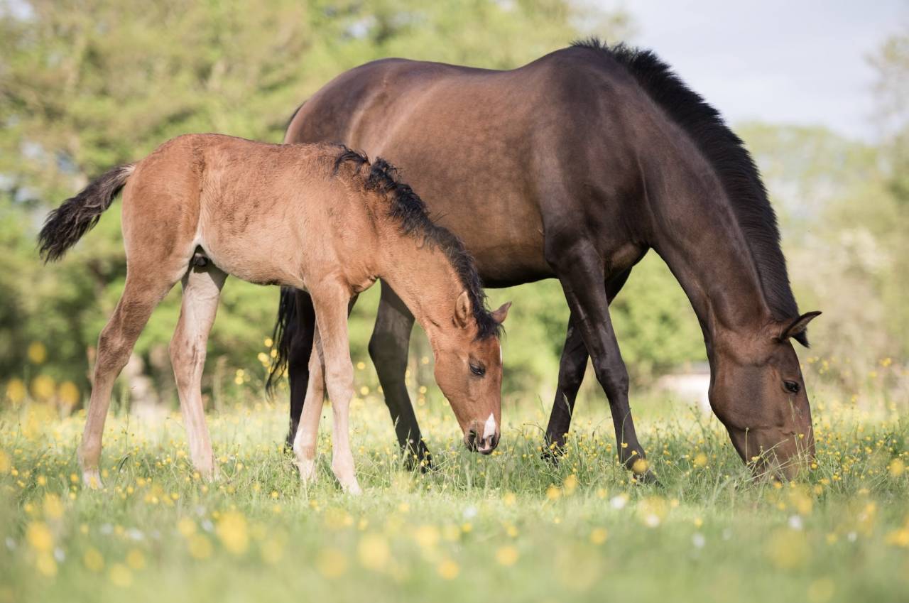 &Eacute;levage du moulin cass&eacute;  