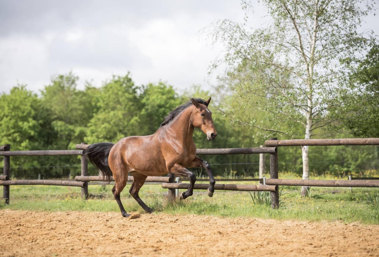 &Eacute;levage du moulin cass&eacute;  