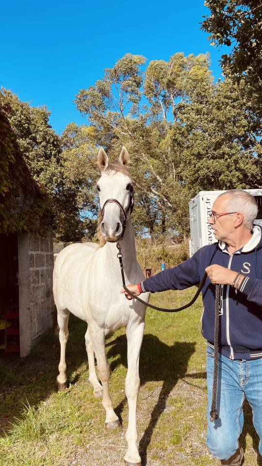 Castrone Zangersheide In vendita 2022 Grigio ,  CABRIO VAN DE HEFFINCK