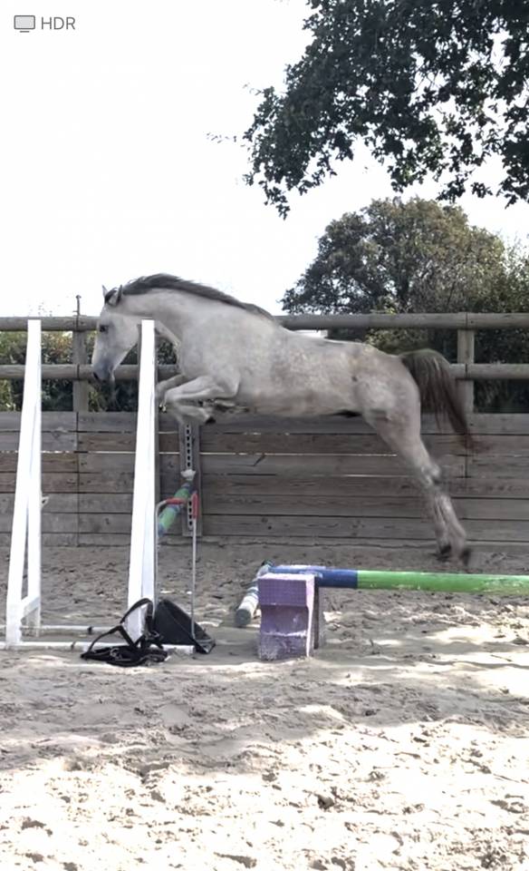 Castrone Zangersheide In vendita 2022 Grigio ,  CABRIO VAN DE HEFFINCK