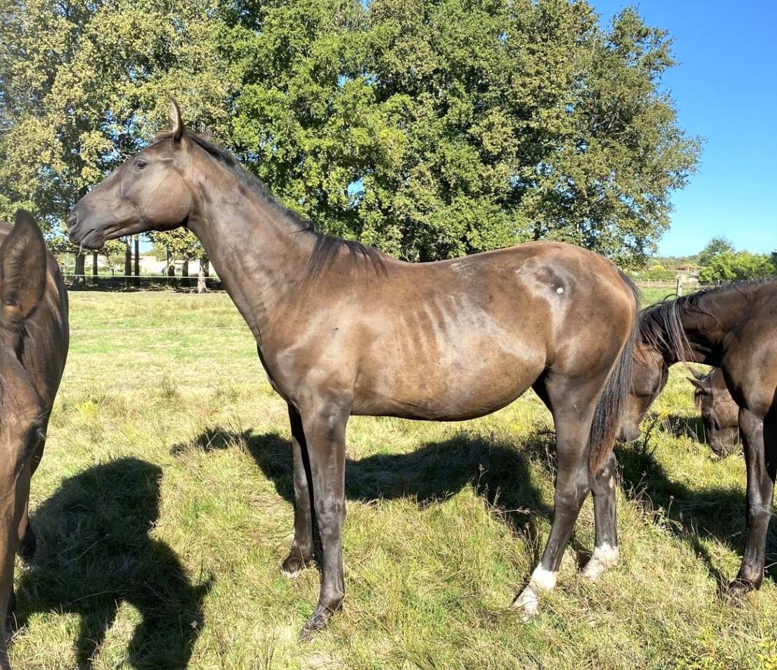 Cavalla Sella Francese In vendita 2023 Baio ,  ULHAN DU TEMPLE