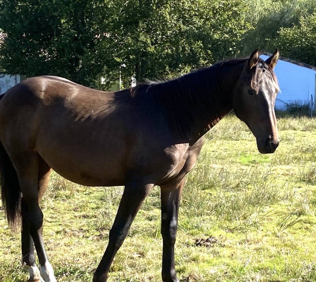 Cavalla Sella Francese In vendita 2023 Baio ,  ULHAN DU TEMPLE