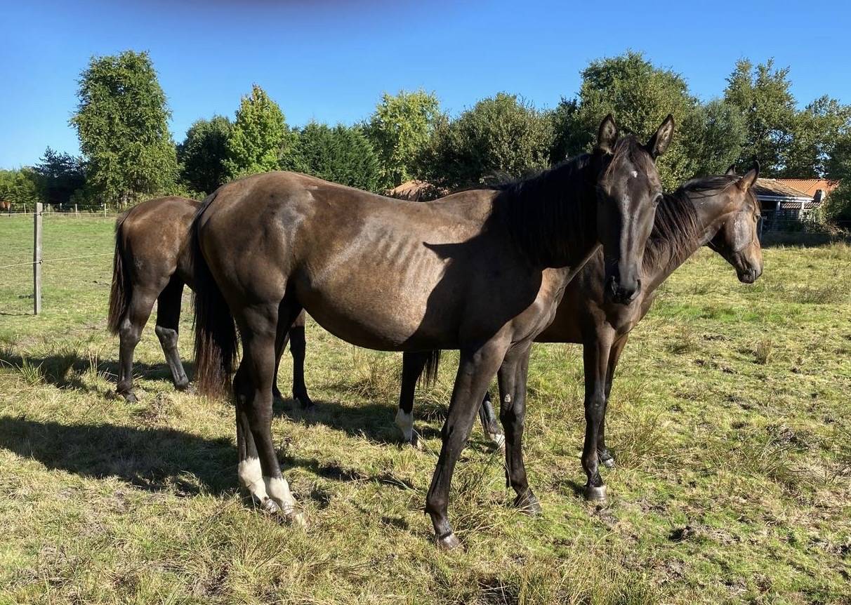 Cavalla Sella Francese In vendita 2023 Baio ,  ULHAN DU TEMPLE
