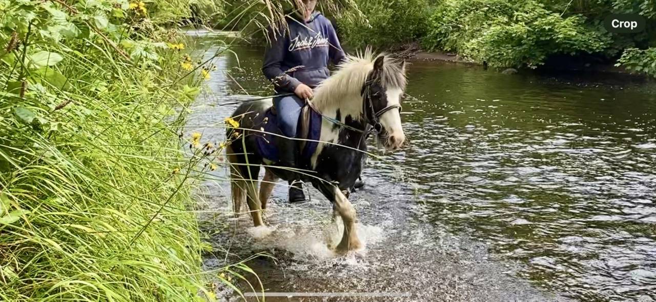 Castrone Origine Non Constatata In vendita 2015 Pezzato