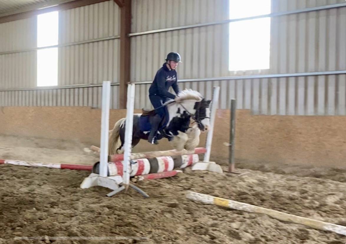 Castrone Origine Non Constatata In vendita 2015 Pezzato